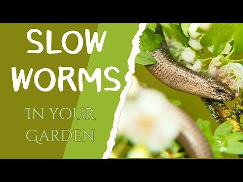 Slow worms in your Garden| Wildife Gardens British Wildlife