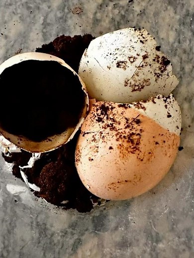 DIY Natural Fertilizer for plants 🌱🙌🏽•egg shells & coffee grounds