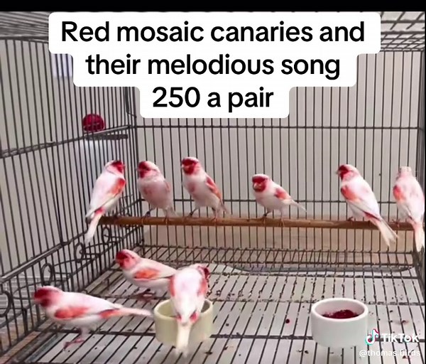 Thomas Birds on TikTok