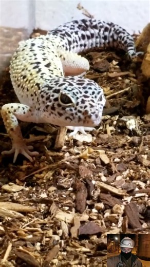 My Cute Leopard Geckos Look Like Dinosaurs