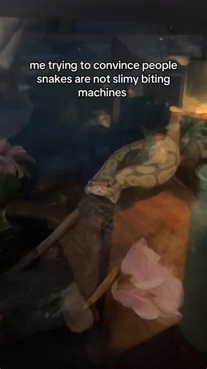 Why Snakes Aren't Slimy Monsters: Debunking Myths