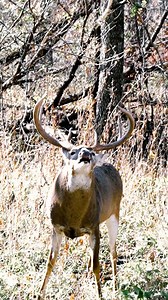 Face to face ground encounter with a GIANT buck. Always take your bow! #hunting #deerhunting #bowhunting #bowhunter #deerhunter #monsterbucks #bigbucks #realtree #hoytarchery #whitetaildeer | Midwest Whitetail