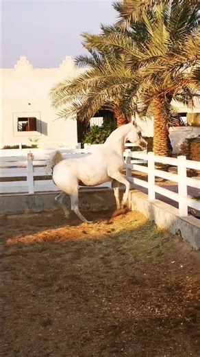 Champion Arabian Horse Run 🐎✨ | سباق الحصان العربي البطل #ChampionHorse #ArabianHorse