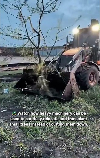 How to Safely Translocate and Replant Small Trees Using Heavy Machinery