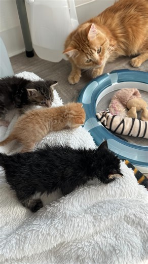 2.6K views · 405 reactions | Baby Playtime! #fosterkittens Healthy four week old kittens start to play and wrestle with each other. It’s such an entertaining time! #fourBkittens #Bandit #Basil #fourweeksold #lovefosteringkittens #rescuefosteradopt | Furbabies | Facebook