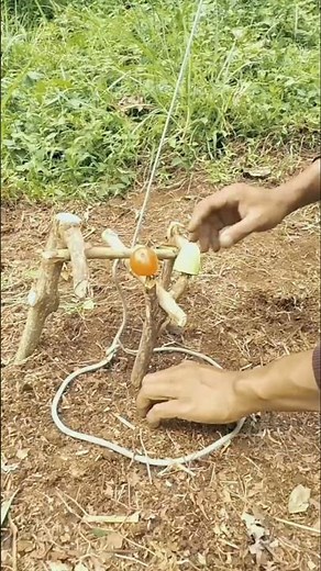 trapping squirrels🐿️#bushcraft #outdoors #trap #survival