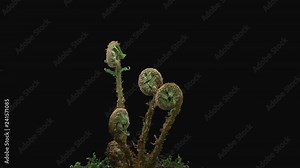 Time-lapse of fern plant unrolling new fronds 12x1 in Prores 4444 format with ALPHA transparency channel isolated on black background