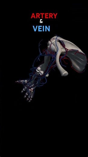 #artery #anatomy #humanbody artery or veins