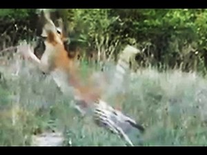 The Most Magnificent Leopard Hunt Ever! - Latest Wildlife Sightings