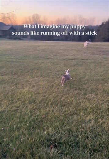 Millie loves running with the big dogs!🤸🏼‍♀️ #pitbullsoftiktok #puppytiktok #pitbullpuppy #funny #puppy