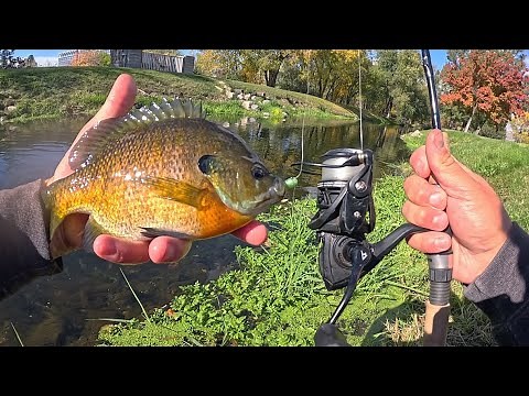 JUMBO BLUEGILL CATCH, CLEAN, COOK!!