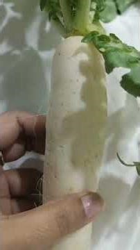 Reticulate Venation and Tap Root System in Dicot Plants | Class 6 Science | Radish Example