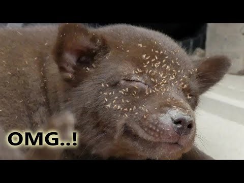 Simple Tick Removal Hack Every Dog Owner Needs