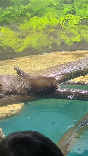 かわいい動きをするアメリカミンク サケのふるさと千歳水族館 北海道千歳市花園２丁目４−３１２