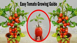 39K views · 415 reactions | WARNING Don't Plant Tomatoes Without Knowing This One SIMPLE Trick | H&H Gardening Secrets | Facebook