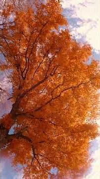4K Nature Preview 🌳 Golden Autumn Maple Canopy