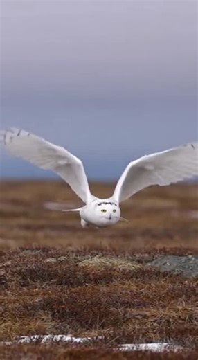 Promptopia AI | Snowy owls lock their heads while flying to track prey perfectly. Silent wings and sharp eyes make them deadly hunters. Follow for more... | Instagram