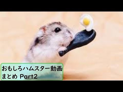 【面白 ハムスター】おもしろハムスター動画まとめ！#2【かわいい】