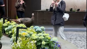 A New York turkey is flying into celebrity status