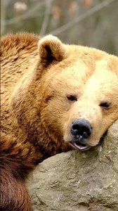 Bears: More Than Just Forest Giants