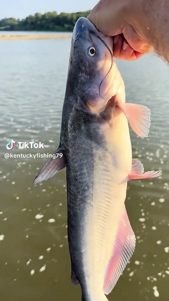 Catching Blue Catfish: Tips and Tricks