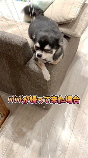 When Daddy comes home. #life with dogs #chihuahua #dog #chihuahua #healing #cute