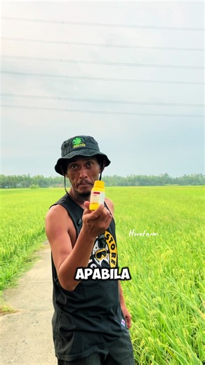 Fungisida Cevya Untuk Pengendalian Jamur Oncom Dan Menaikkan Bobot Padi Dan Kualitas Bulir Bersih #fungisida #padi #petanimuda #beras #sawah