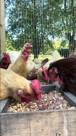 Relaxing Chicken Sounds