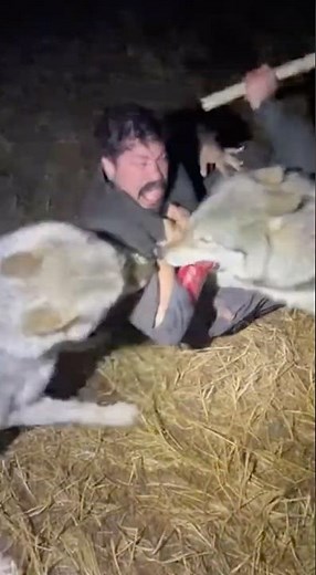 🐺😱Wolves attacked a shepherd and his herd