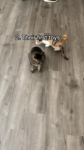 71K views · 3.8K reactions | Every cat has their ADORABLE moments — Biskit just has more of them.  | Biskit The Calico | Facebook