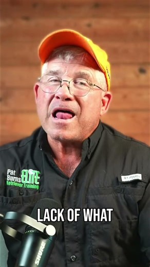 Dog Training Effort vs Understanding The Critical Difference