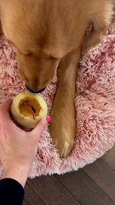 282K views · 1.6K reactions | Fun enrichment games to try with your dog  | Furry Tails | Facebook