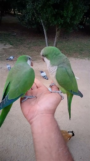 #parrots fight agry