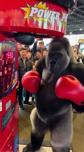 Gorilla Breaks Punch Machine With 999 Score — Crowd LOSES IT 🤯🦍💥