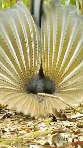 Wow beautiful creatures. Credit to the video owner | Ezenwa C. Anazodo