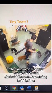 Some dogs don’t like to socialize with other dogs or in a facility, and that’s ok! Lets do things with our dog that they actually enjoy. This poor dog looks so sad. #dogsocialization #dogplay #dogbehavior #fearfuldog | Thinking Canine