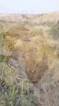 amaphisi hunting#greyhound #abazingeli #batsumi