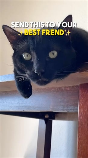 Send this to them😁 #cat #kitten #blackcat #leonthecatdad #sarcasm #joke #funny #relationship #friend #bff #cute #relatable | Leon.TCD