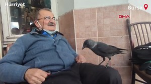 535K views · 11K reactions | Bursa'da ayakkabı boyacısı Nizamettin Aytekin (78) ile bir yıl önce yiyecek vermeye başladığı karganın yakınlığı görenleri şaşırtıyor. Aytekin, yanından ayrılmayan kargayı her gün elleriyle besliyor. | Hurriyet.com.tr | Facebook
