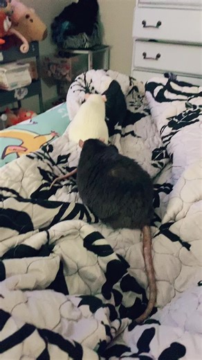 Penelope is in heat and wants Truman to get her pregnant but he is neutered so he doesn’t even care that she wants him 🤣 #petrats #rats #funnyrats