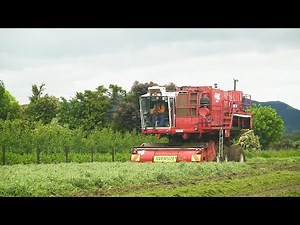 Growing and Freezing Peas in NZ