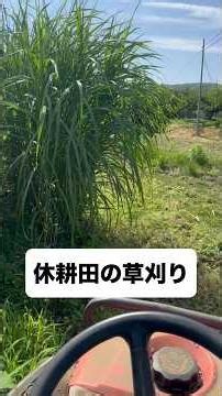 休耕田の草刈りです