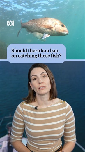 Should there be a ban on catching dhufish and pink snapper in WA? A temporary ban on fishing some iconic species could be on the table as the state government scrambles for solutions to WA's at-risk fish populations. "We're gonna have to make some tough decisions about the future of fishing in Western Australia," Fisheries Minister Jackie Jarvis said. 📝 Pamela Medlen 🎬 Tim Carrier 🎞️ Mitchell Edgar 🎥 Julian Robins #ABCNews #ABCNewsWA #Fish #Fishing #FishingBan #WAFisheries #Dhufish #Snapper 
