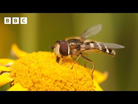 🔴 LIVE wildlife cameras 🦅 1 June 🌺 BBC Springwatch 2025