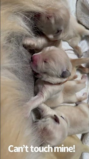 Newborn golden retriever pups nursing standing up!