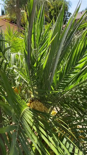 Summerland 🌺🐛 #Summervibes #Summer #Morning #Pool #Vibes