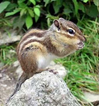 chipmunk sounds