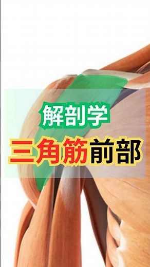 【筋の解剖学】三角筋前部