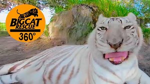 24K views · 507 reactions | People said this wouldn't play on mobile, so I'm trying a new export option. Could you let me know if it plays all the way through now? It was hanging up after the first couple of scenes and the music was playing, but the cats weren't. | Big Cat Rescue | Facebook