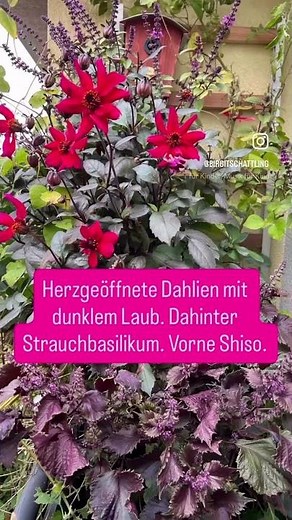 Dahlien setzen! Bio und herzgeöffnet!
